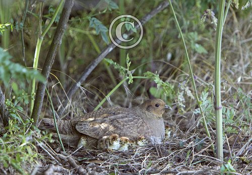 Grey Partridge with Chicks DM0471
